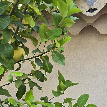 Boutique Domus Apartamento *